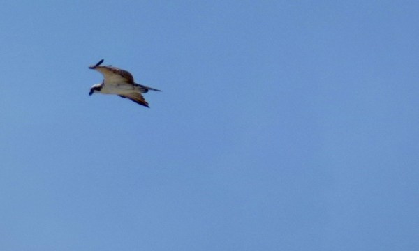 Osprey flight 9-20-11