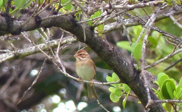 Clay-colored Sparrow L1010444