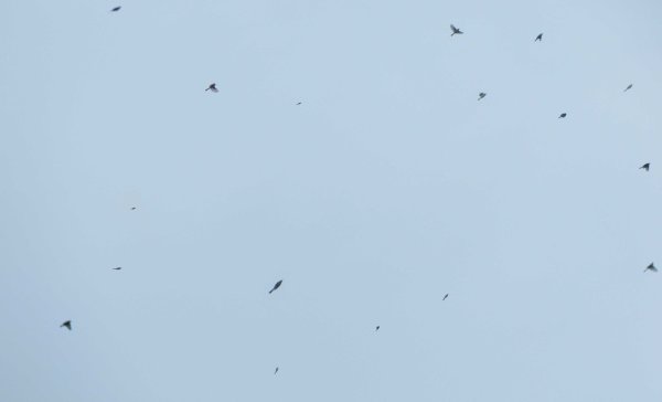 GNAT X Gnatcatchers fallout 2