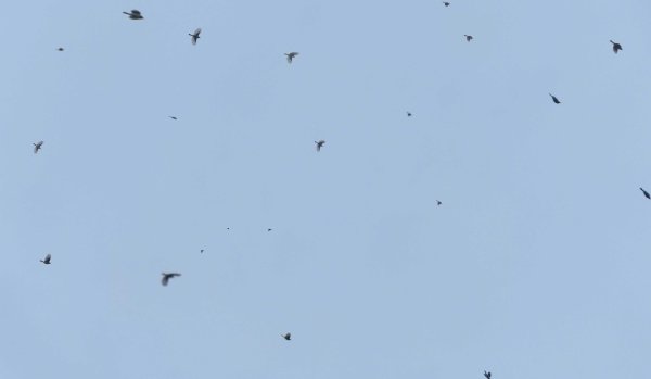 GNATX Gnatcatchers fallout