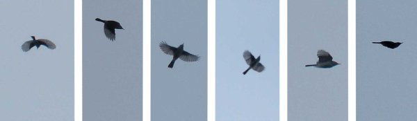 GNATX L1020237 GNATCATCHER4