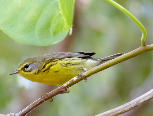 L1000487 PRAW 9-14-13