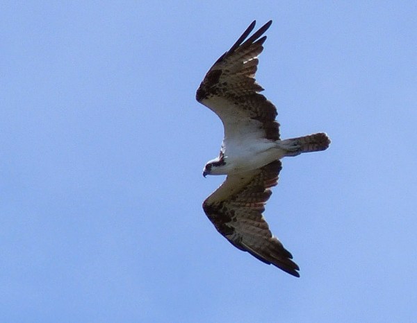 OSPREY2 L1000449b bbb