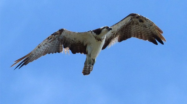 OSPREY3