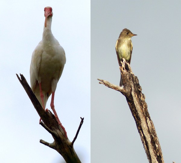 A-L1010251-WHIB EWPE-GALVEZ