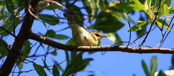 Blackburnian Warbler, 1st year female. Photo by Bob Stalnaker. BLBURN EY8A5700