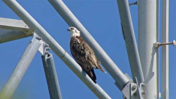 Digiscoped by J. Bouton, Leica V-lux 40 camera thru Leica APO Televid 65 mm scope.