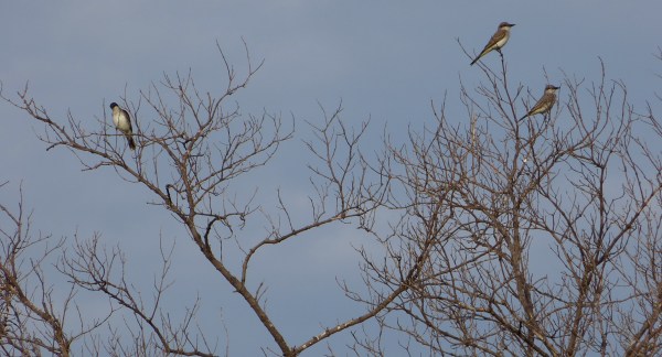 GALVEZ KINGBIRDS L1000170