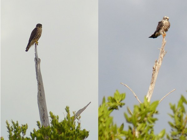 MIKI n MERL GALVEZ L1050576