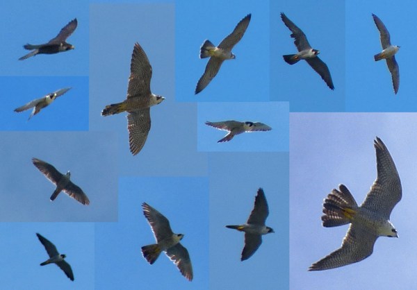PEREGRINES COMPOSITE END OF SEPT2013