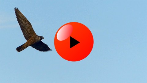 Video Icon PEFA FLIGHTS