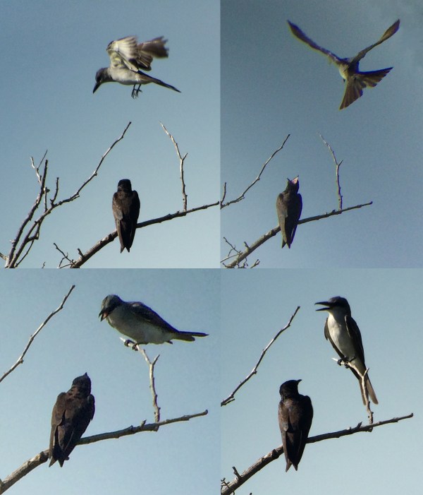 Gray Kingbird and Swallow 2