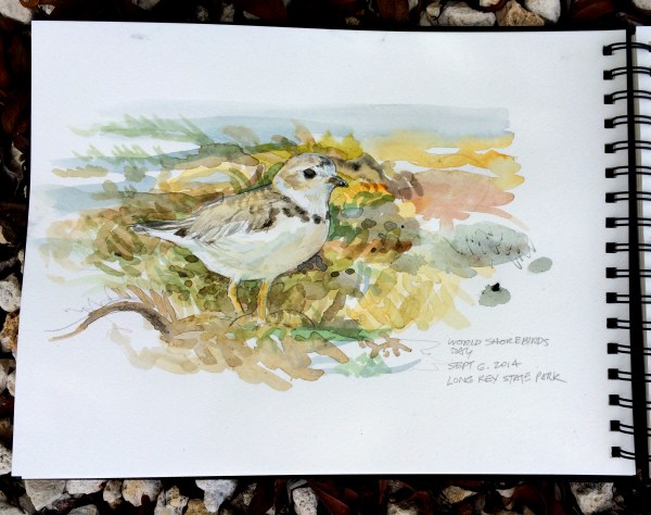 Field sketch of a Piping Plover (Charadrius melodus) as it worked the wrack line. By Rafael Galvez.