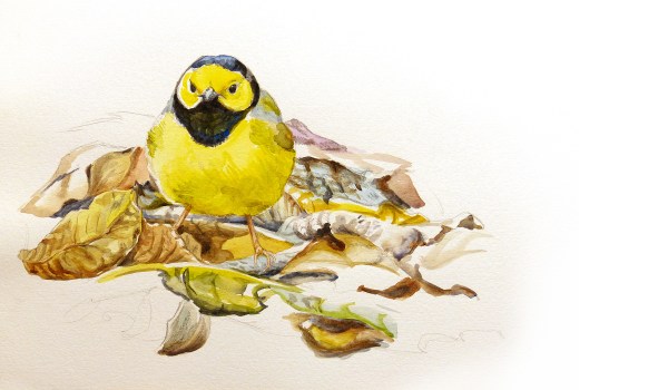 Hooded Warbler field sketch by Rafael Galvez.
