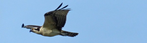 An Osprey migrating over the Middle Keys. Photo by Rafael Galvez. Leica V-Lux 4.