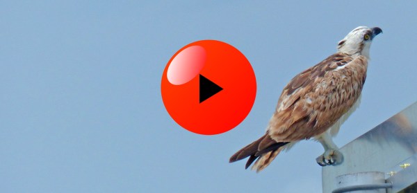 Ridgway's Osprey video