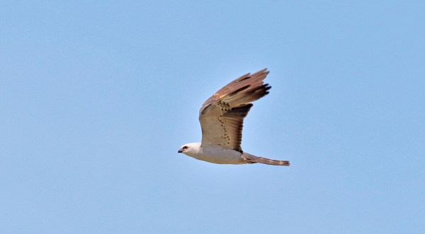 Mississippi Kite In Flight Florida Keys Hawk Watch 2014 b