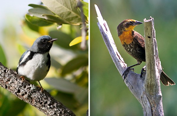Black-throated Blue Warbler by Ted Keyel. Yellow-headed Blackbird by Rafael Galvez.
