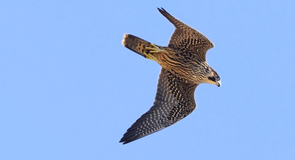 Another excellent photo of a Peregrine Falcon by Kevan Sunderland, taken at the Florida Keys Hawkwatch. 