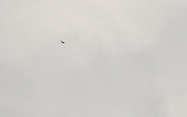 Most Peregrines this day flew by at great altitudes, requiring great effort by volunteers to keep up with the counts. Photo by Ted Keyel.