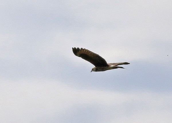 14390643_1017666504998881_8104900485725508507_n